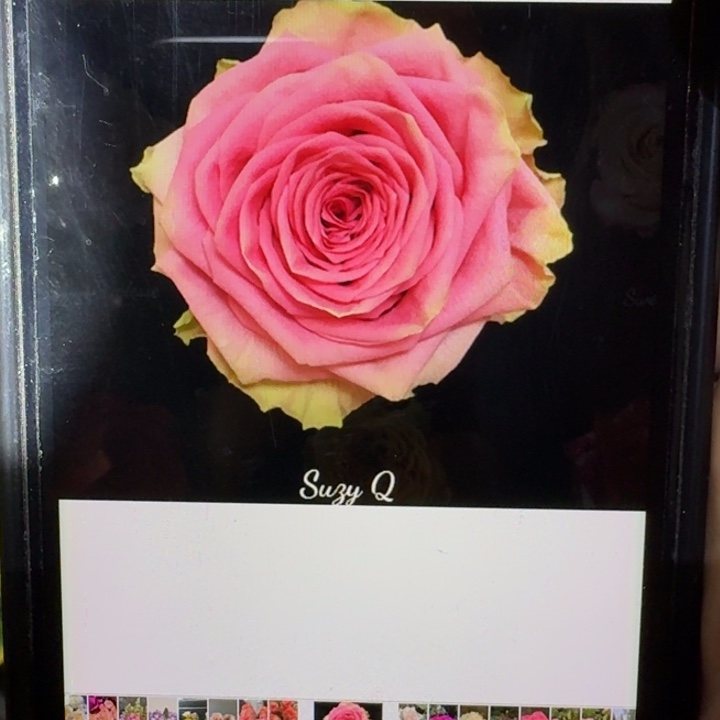 无花朵苏茜根接小苗