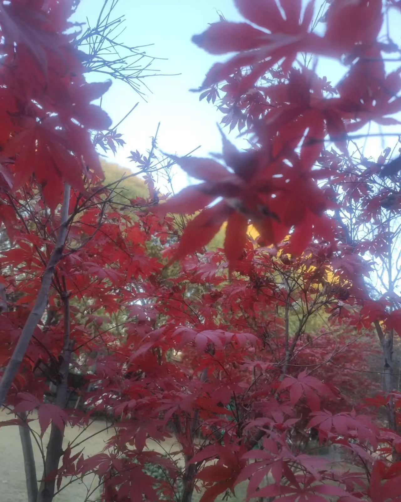 红枫庭院造景直播间一物一拍