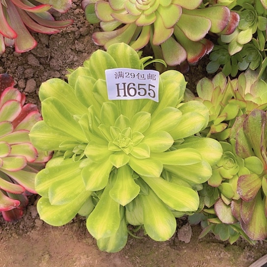655五彩琉璃多肉植物