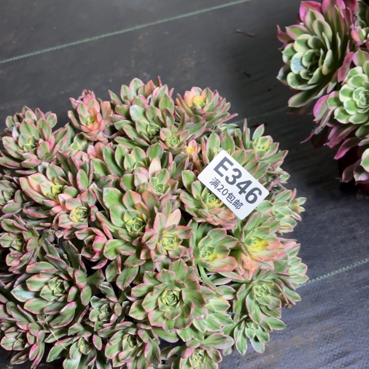 瑞妈一物一拍346