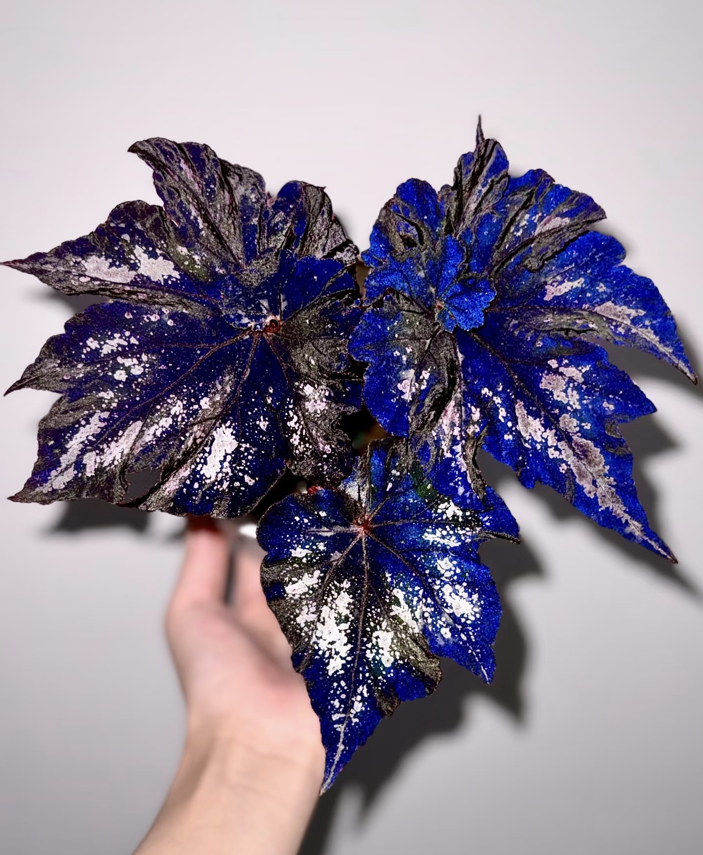 1号秋海棠室内阳台庭院耐荫植物色彩变化丰富