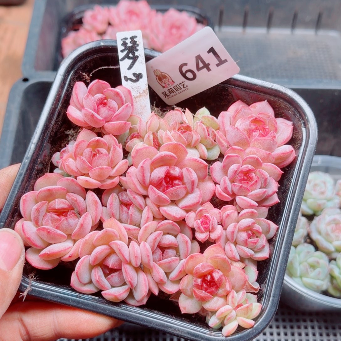 多肉植物多肉植物