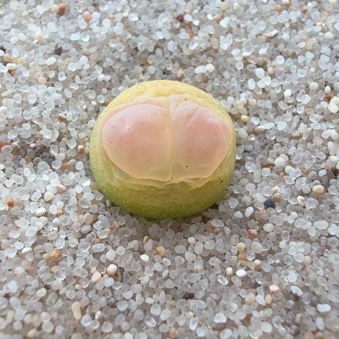 2.13.1/0.9厘米粉嘟嘟紫皮拉登/多肉植物