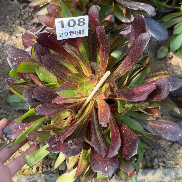 欧诺拉……多肉植物……