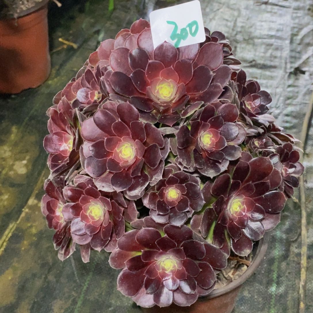 300号荷兰玫瑰法师多肉