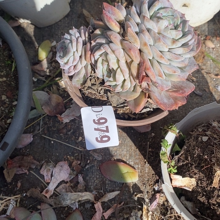 是***呀979纯爱多肉植物多肉