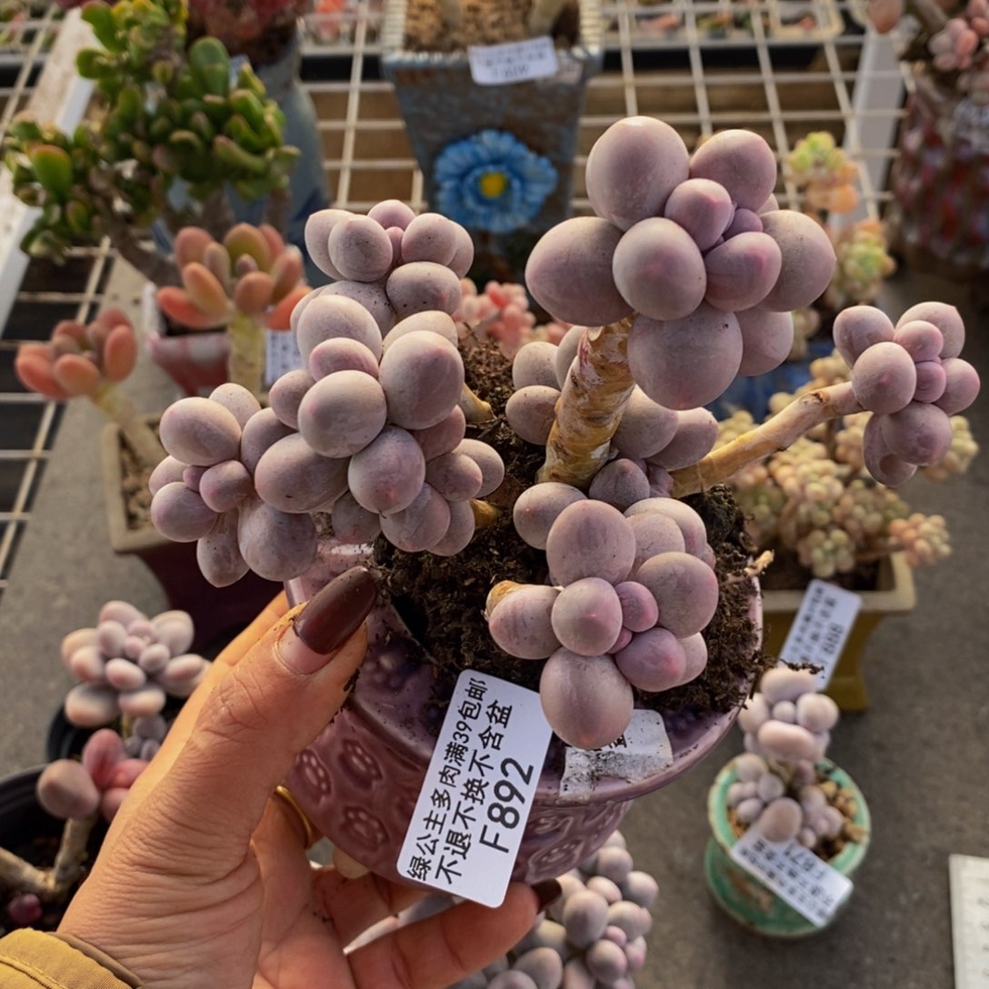 香水手指892/10c m