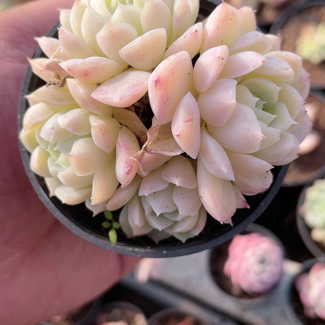 1631  白玉牡丹  六月六