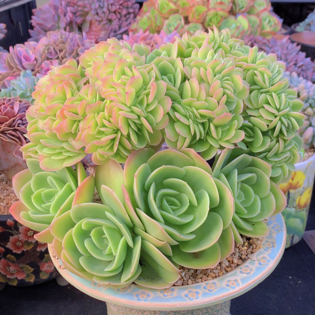 精品多肉植物花卉盆栽花卉