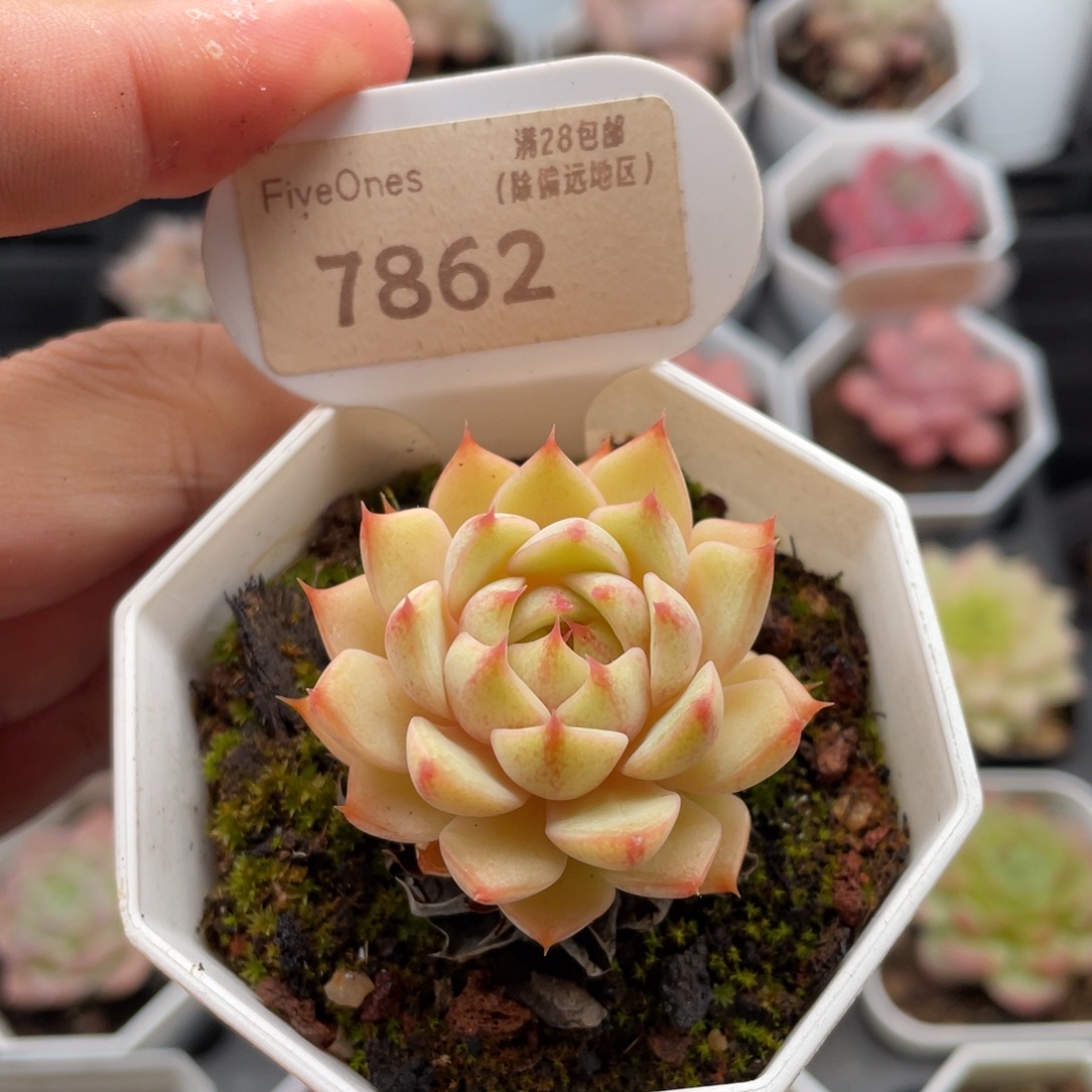 苯巴蒂斯7862-4.5厘米