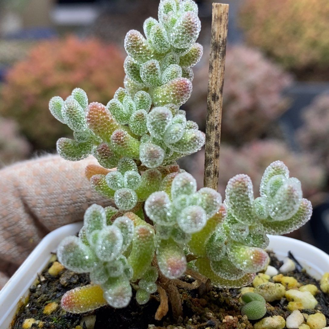 优选冰晶5311枝干番杏
