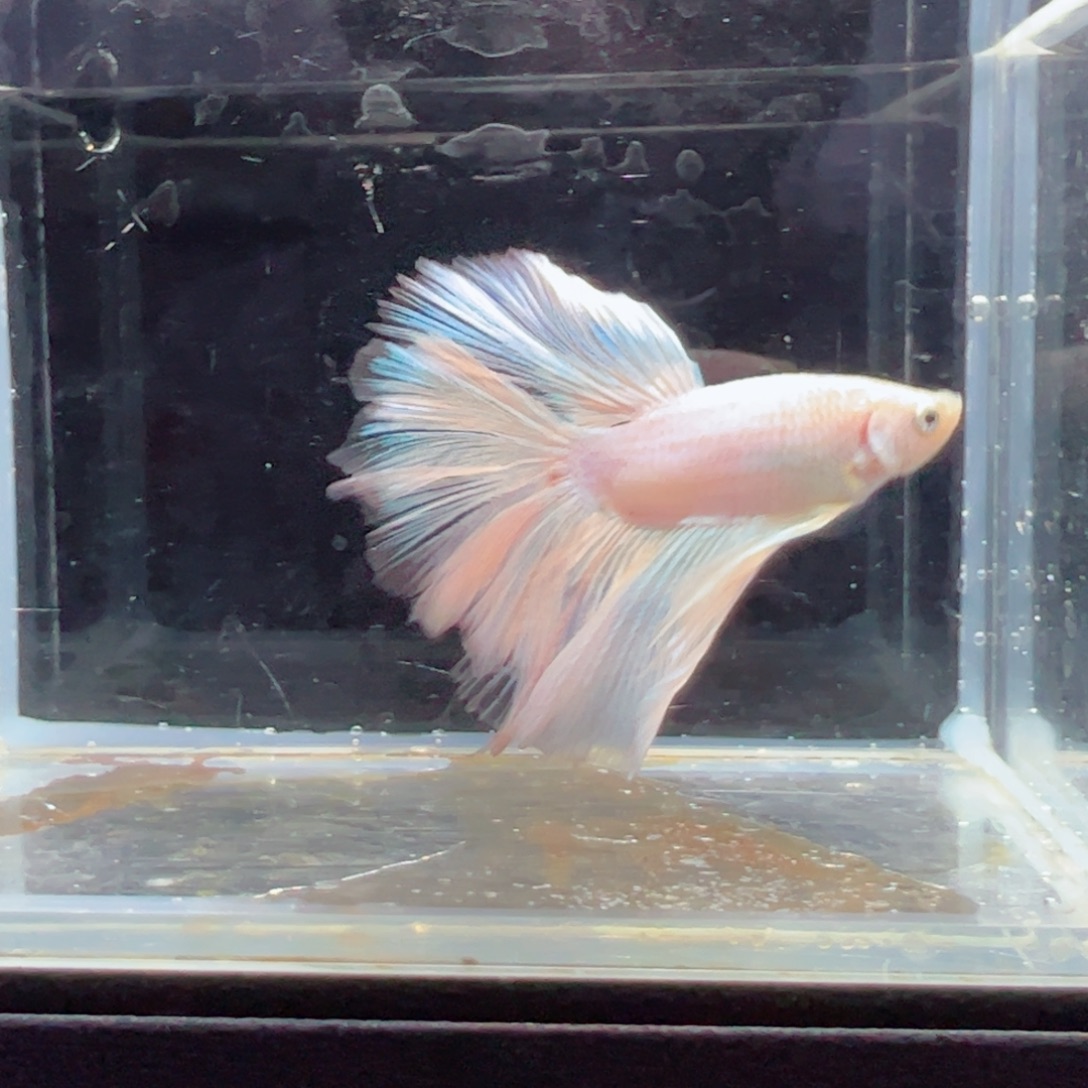 斗鱼浅色特殊尾hhhh