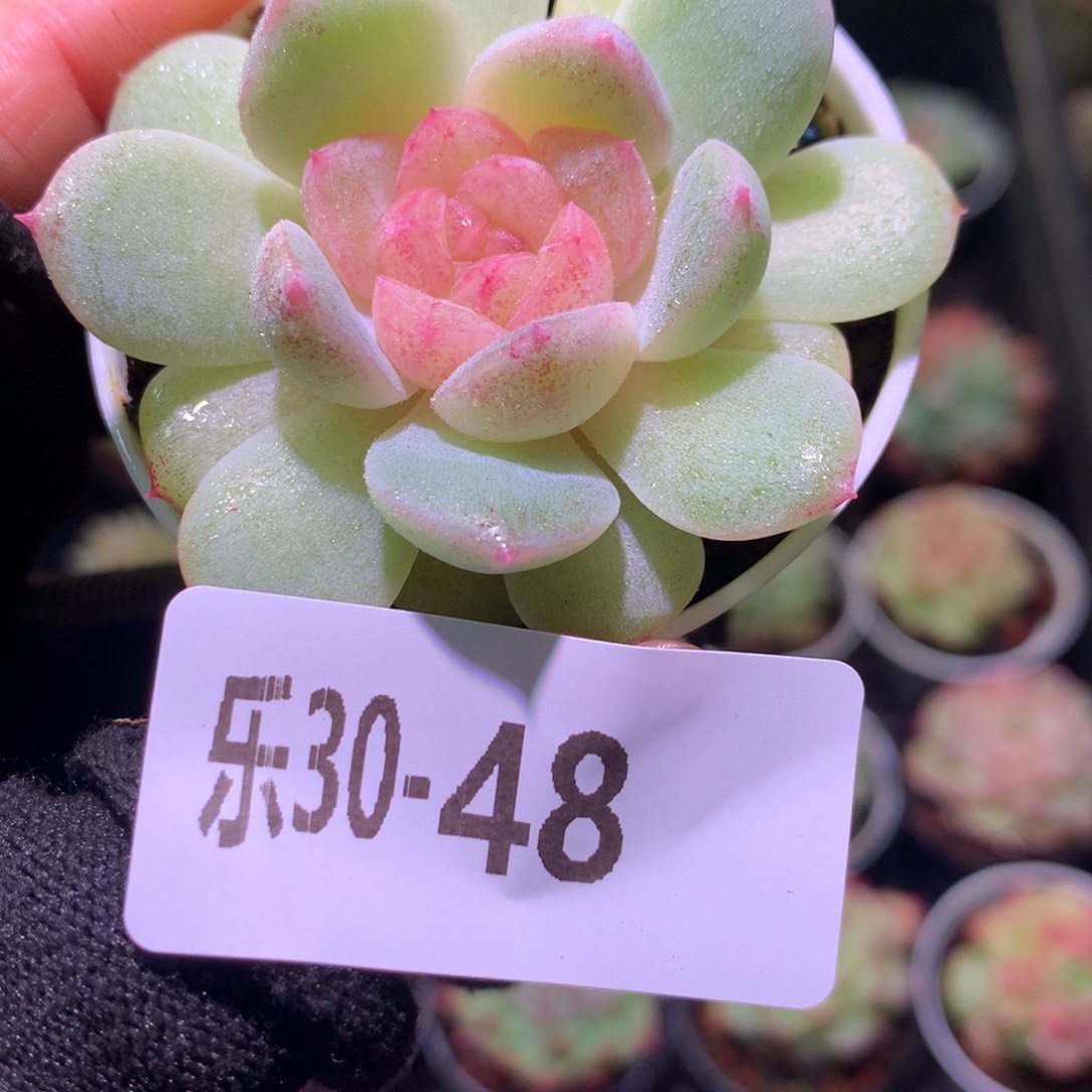 乐然30-78 新品单头