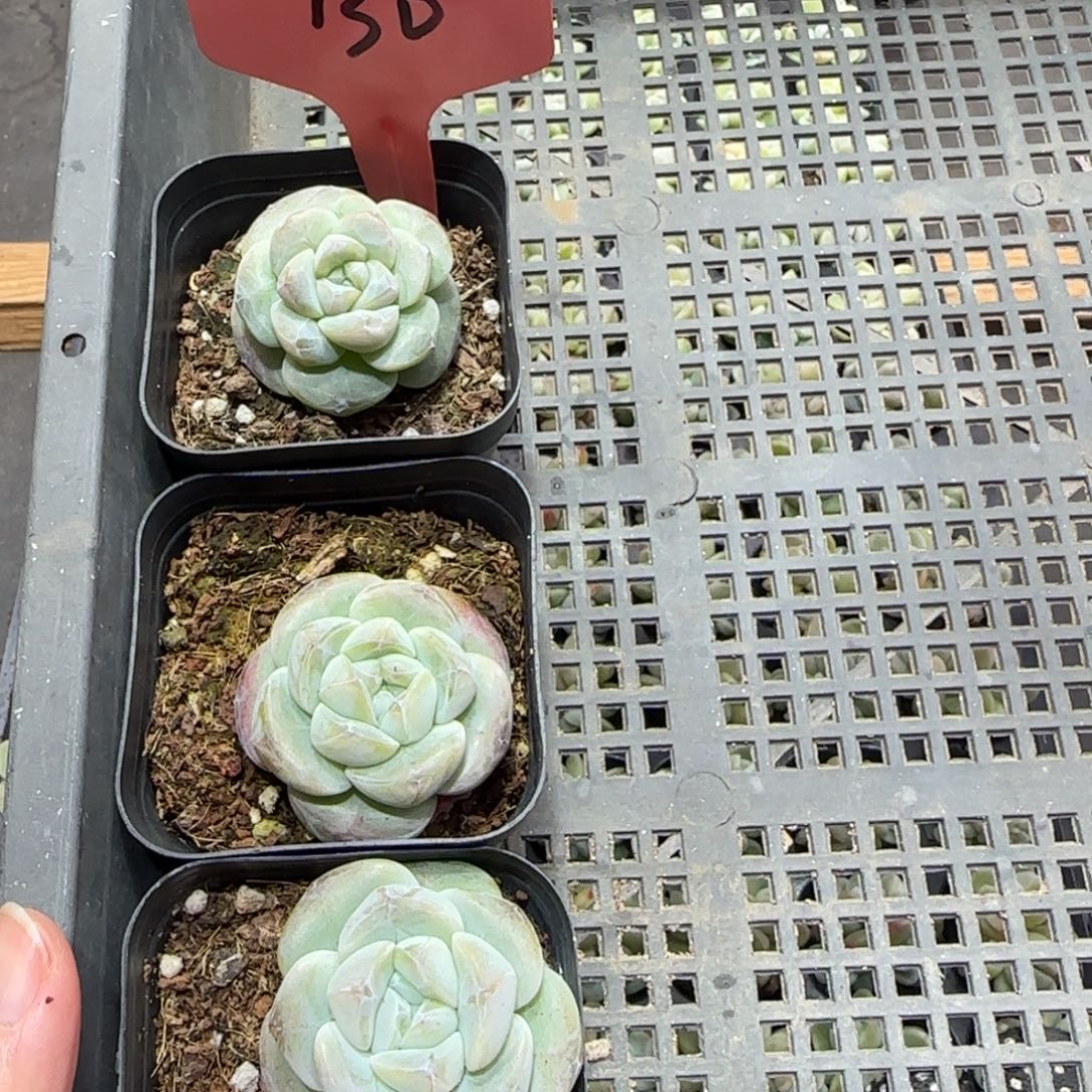 130琥珀冰3颗哈哈哈哈