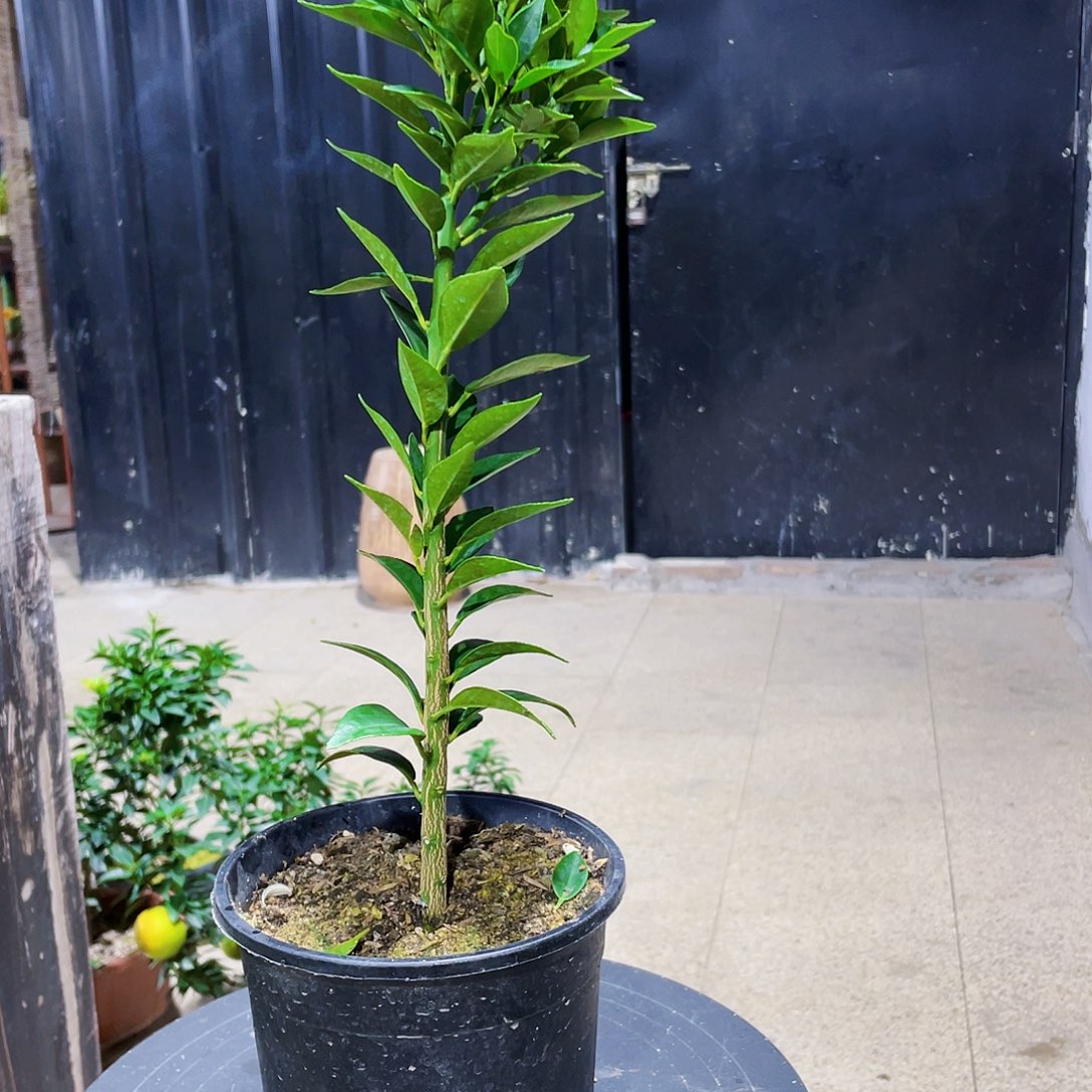 完全开放沧**叔八房柑的味道