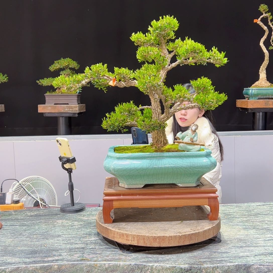 绿植黄杨盆景盆景