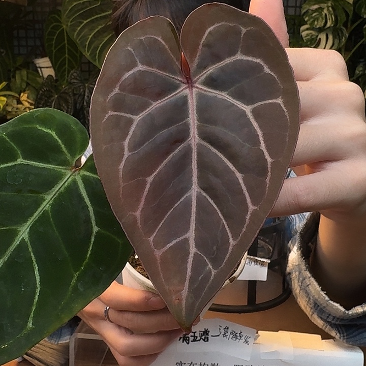 不开花植物I143神奇男孩杂巧克力