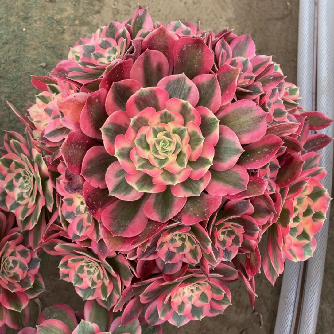 我**姐360粉女郎精品法师多肉