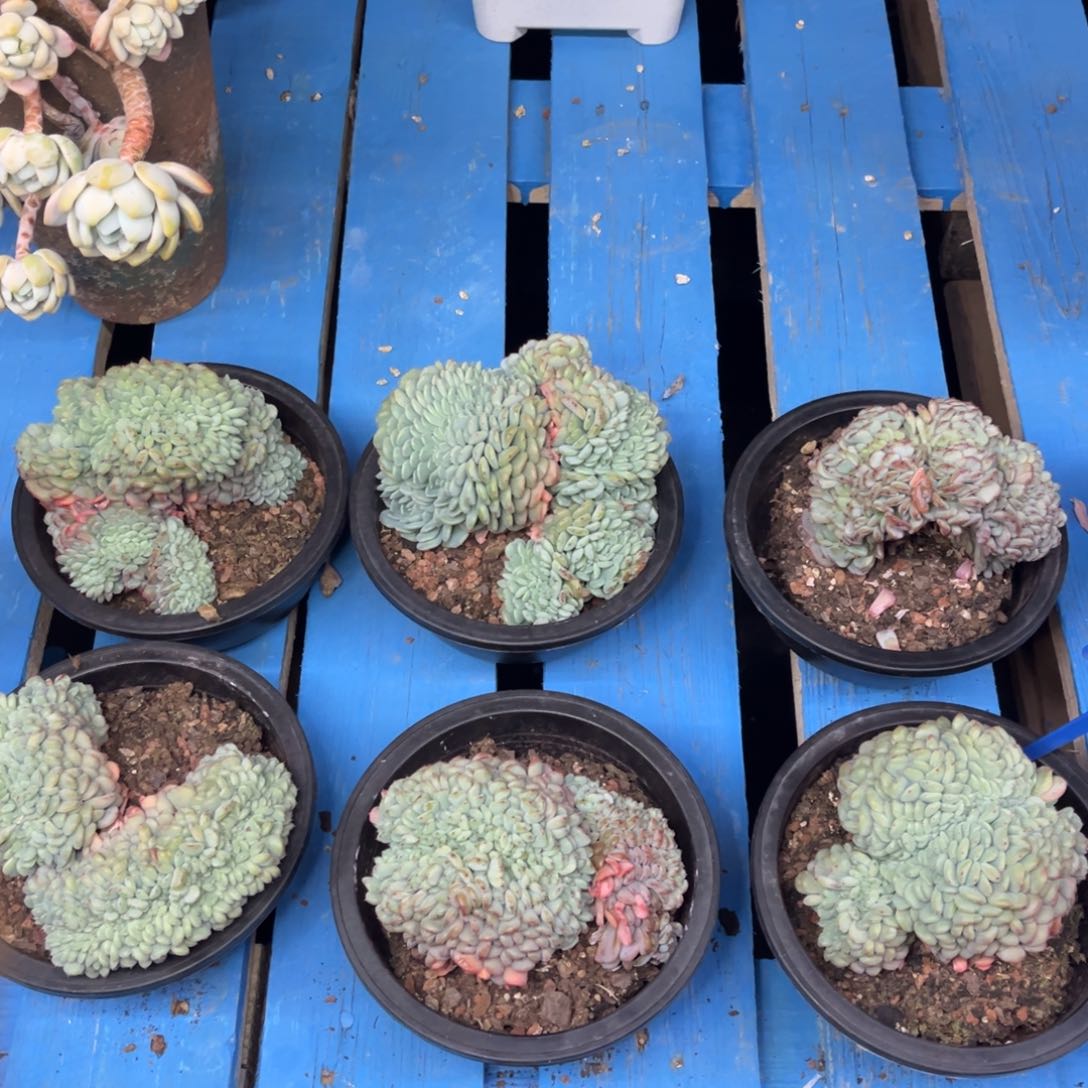 小雨多肉一物一拍白胖子缀化