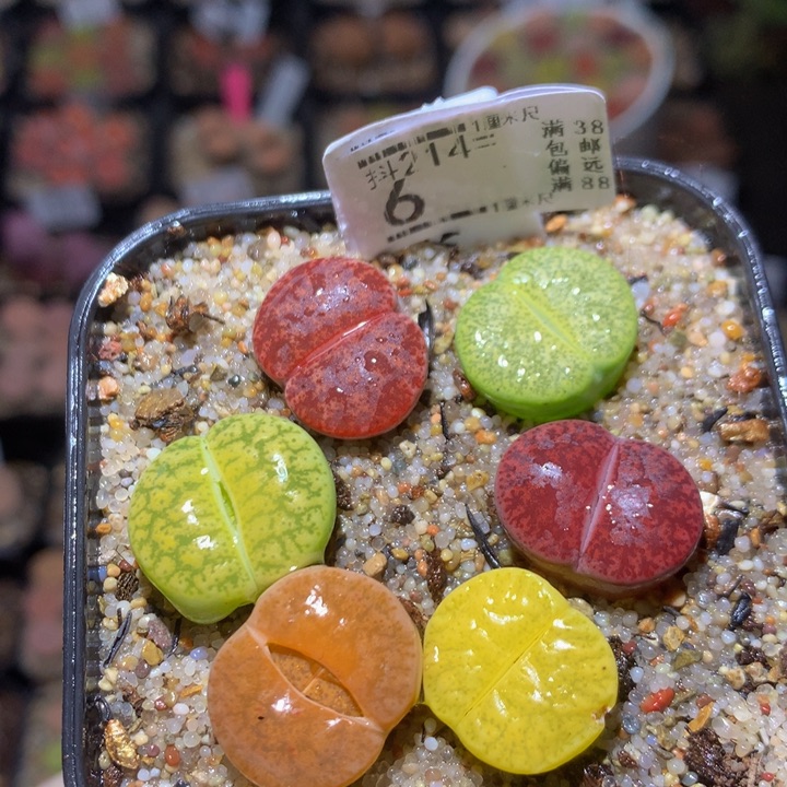 精品生石花214.6