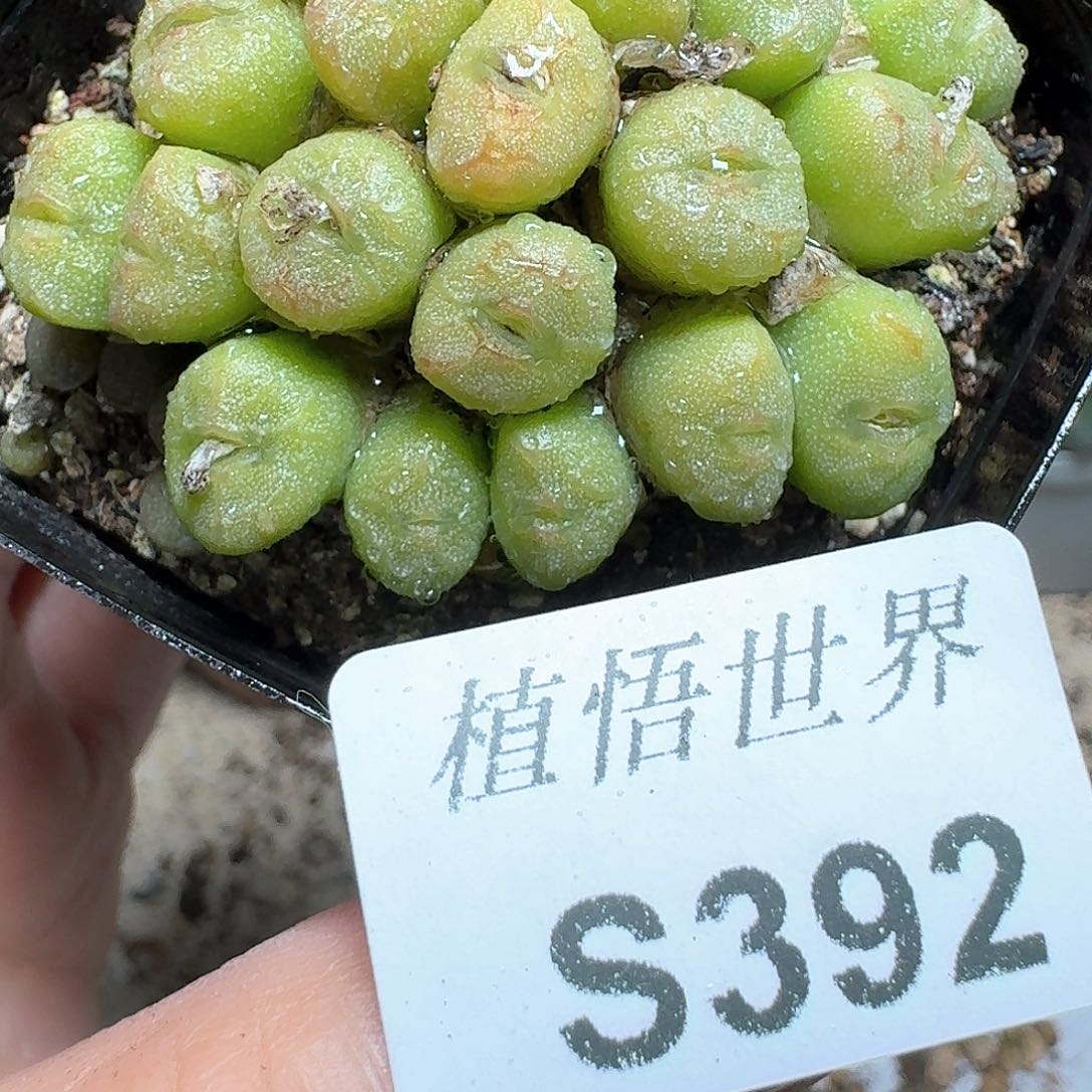 392号多肉植物cb j