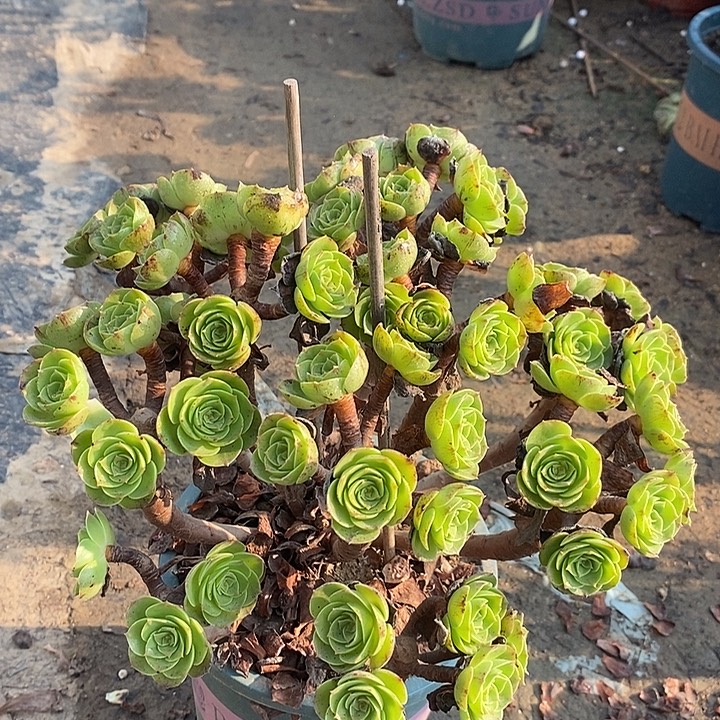 万拉丝多肉植物004