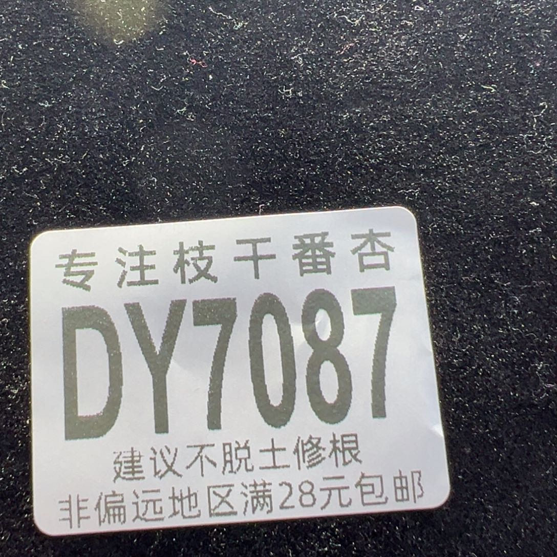 dy087盲盒新年礼物