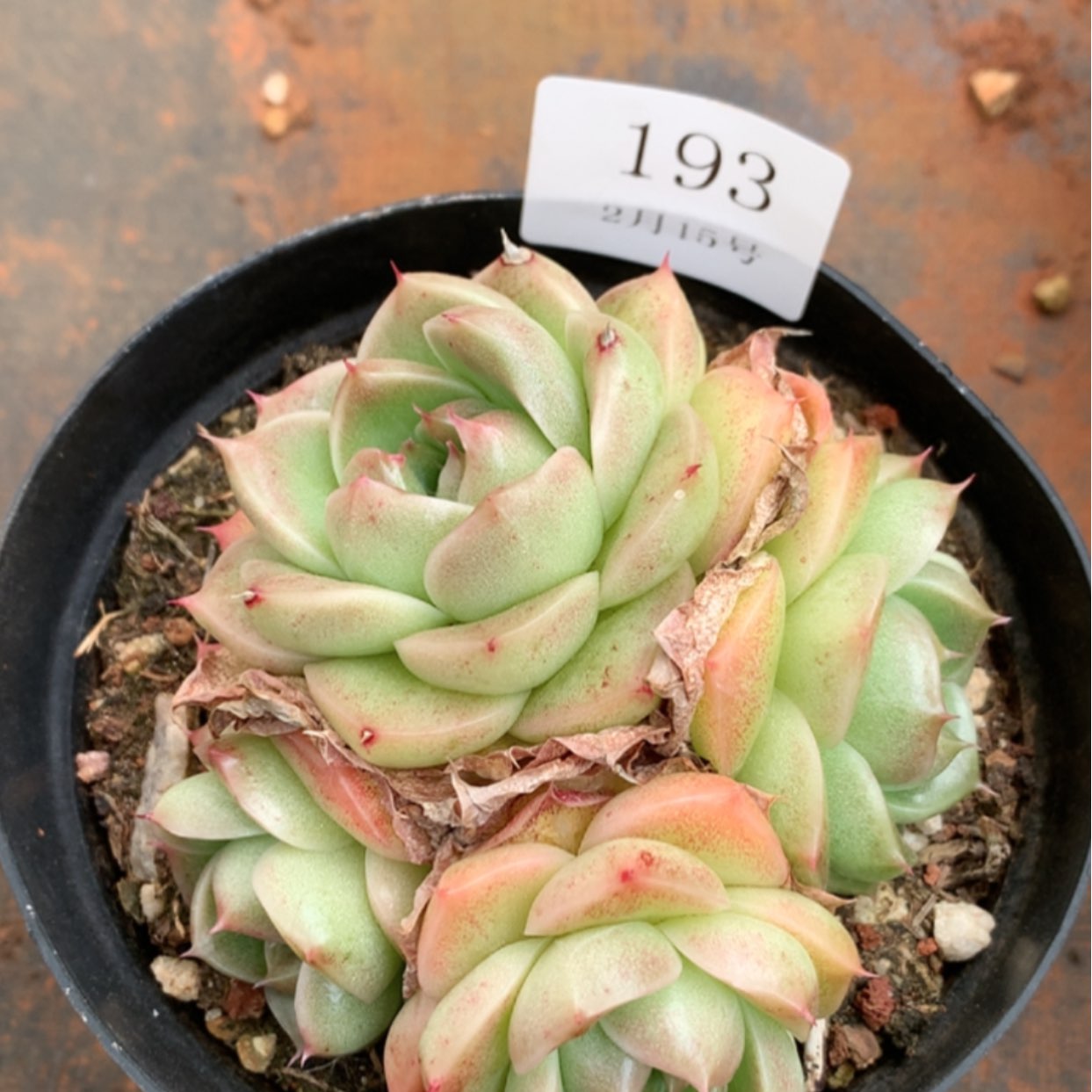 【闪购商品】云193