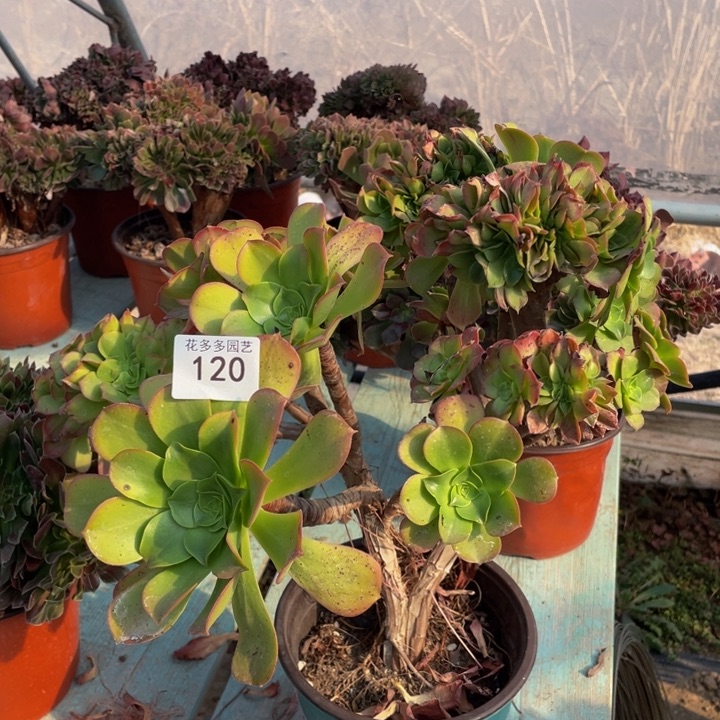 120号加州法师缀花