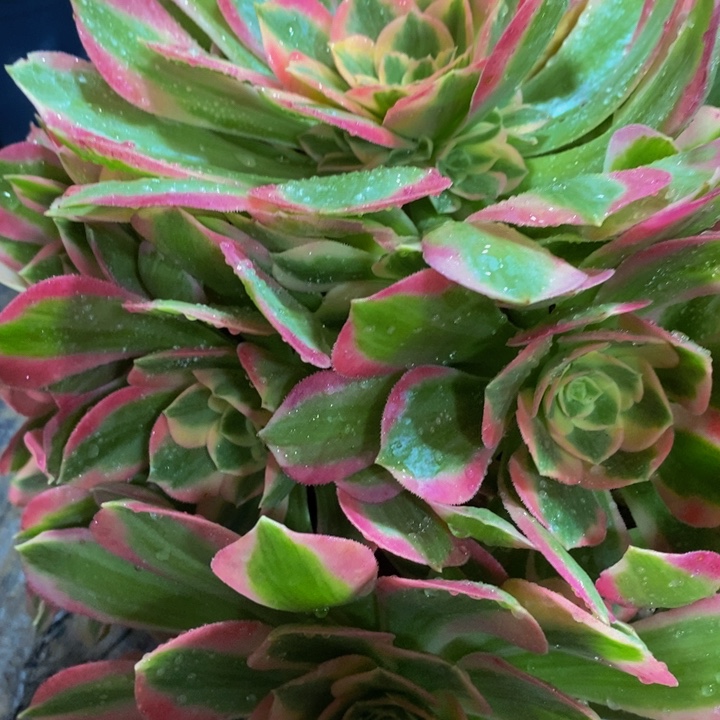 莹*粉杜郎一刻大颗多肉