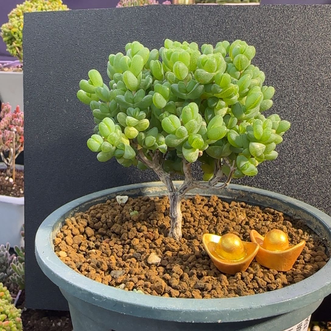 dy0821元宝直杆冠服8cm