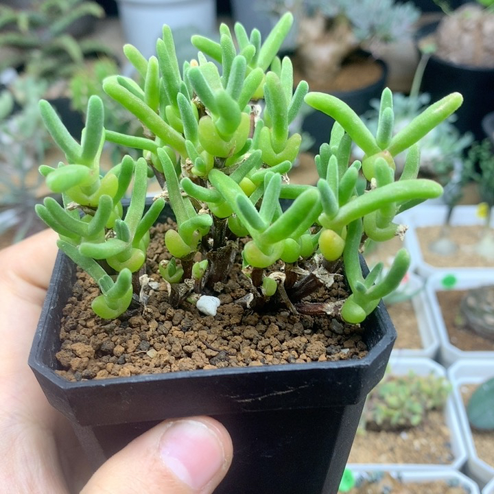 老桩枝干兔子脱土