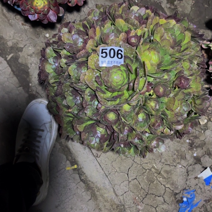 万圣节花29-5包邮花花