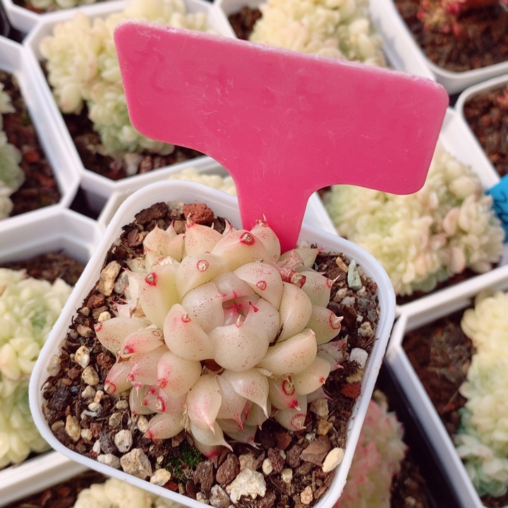 麦秆5cm不包整群