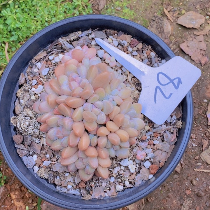 这个我就知道这点