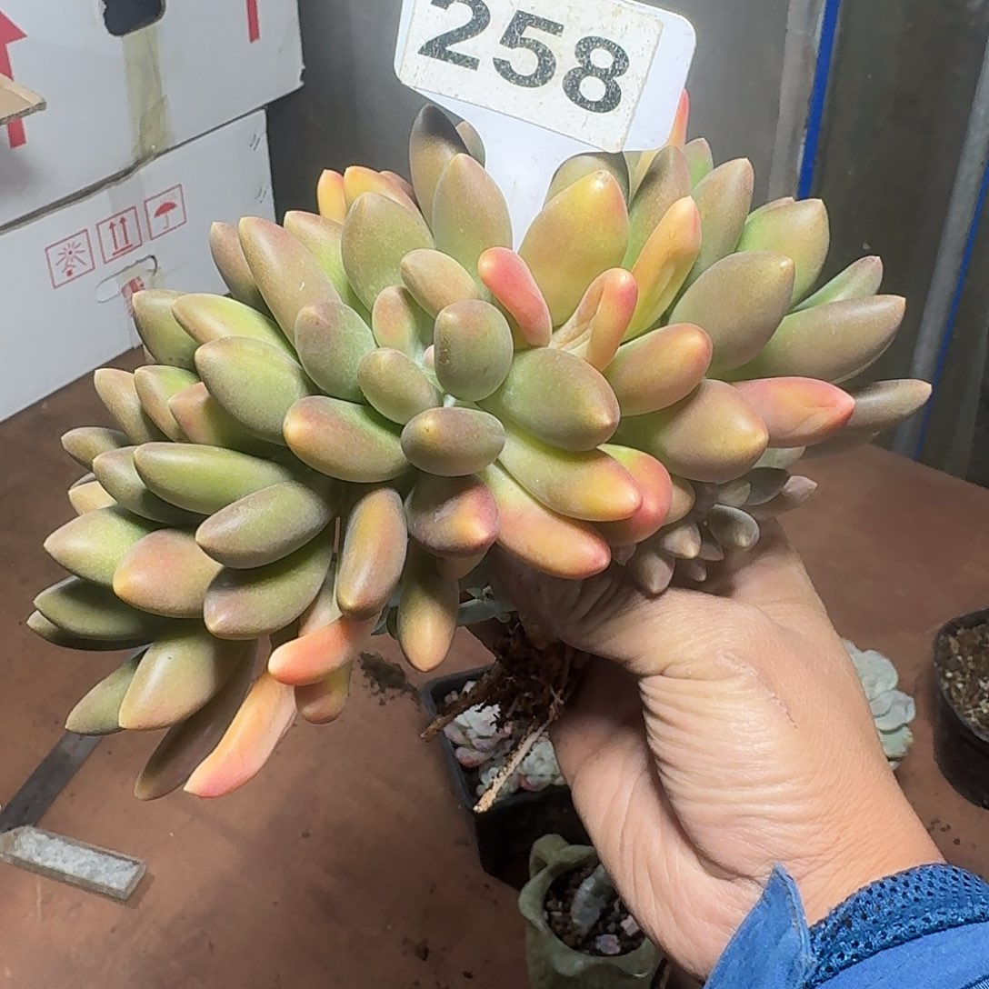 晓***肉258芒果奶缀化123456789123