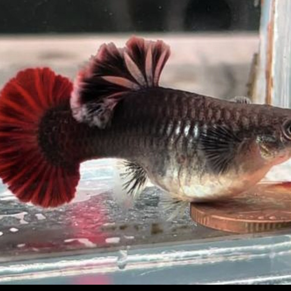 精品种鱼 菊花帆褶扇（到货需录制开箱视频无视频不售后