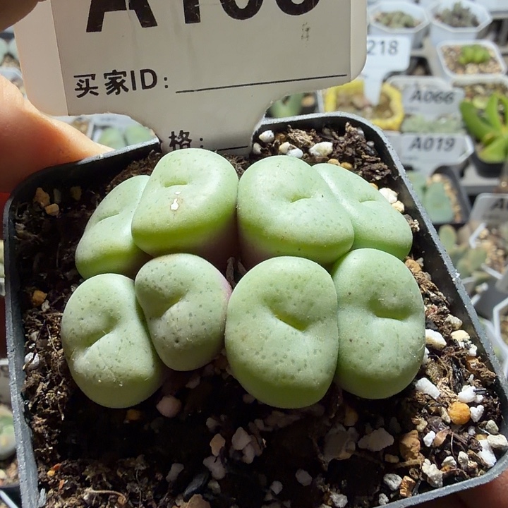 106。满38包邮肉锥