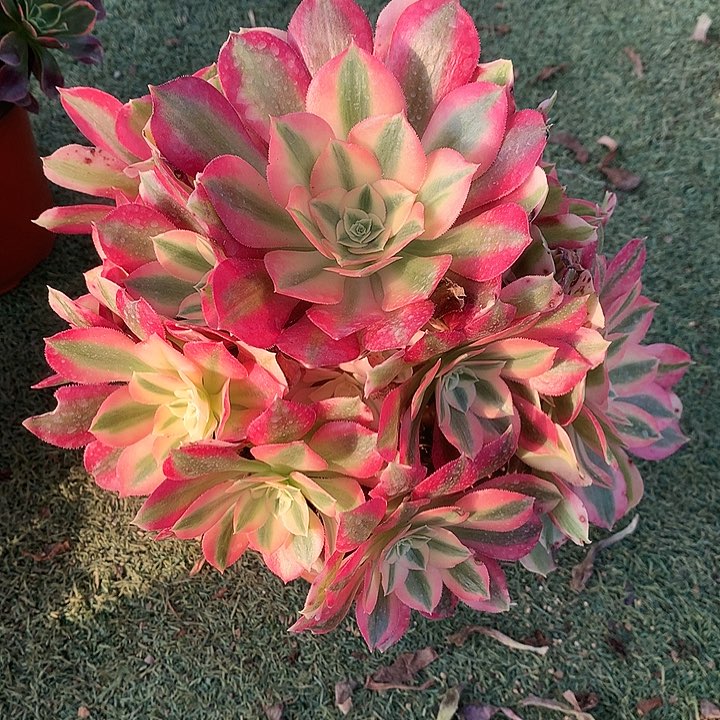 931粉女巫多肉植物