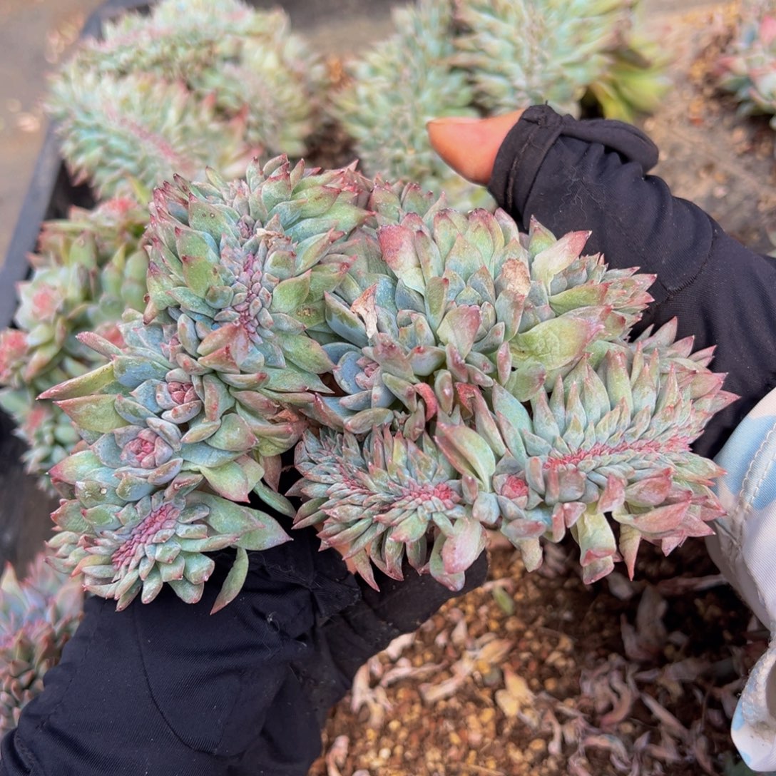 水蜜桃冰魄缀微瑕广告