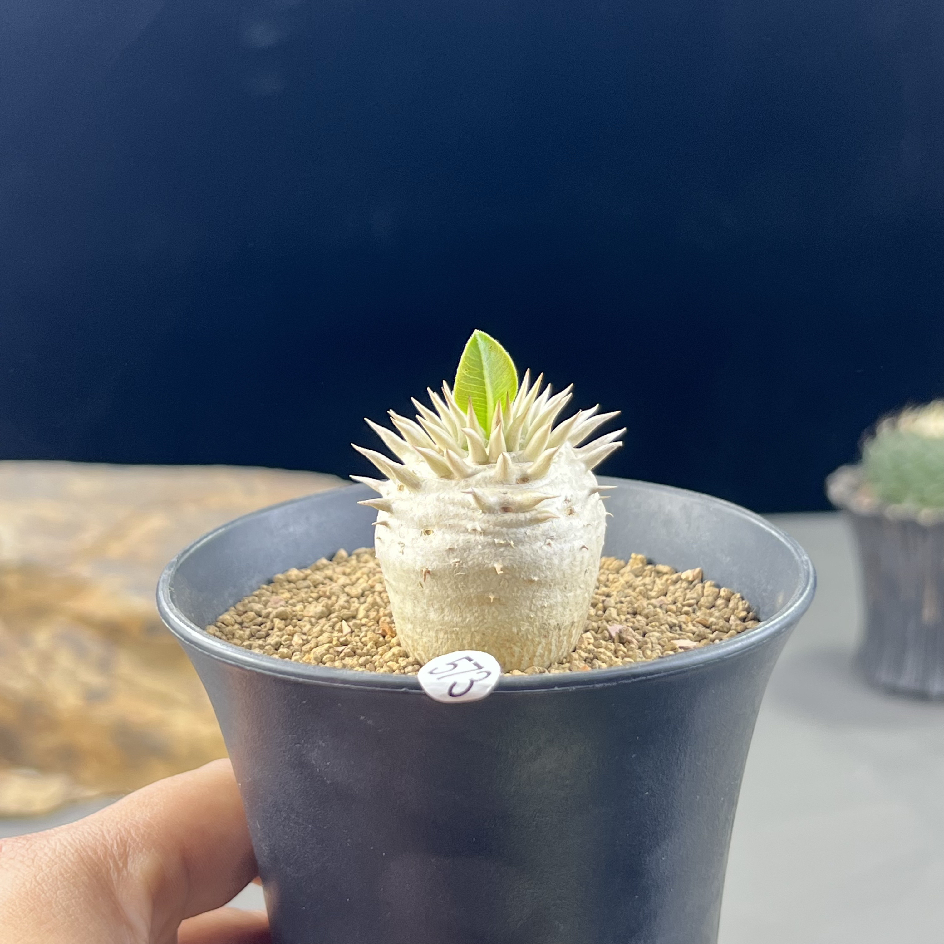 惠比大黑种播实生棒槌块根植物一物一拍573