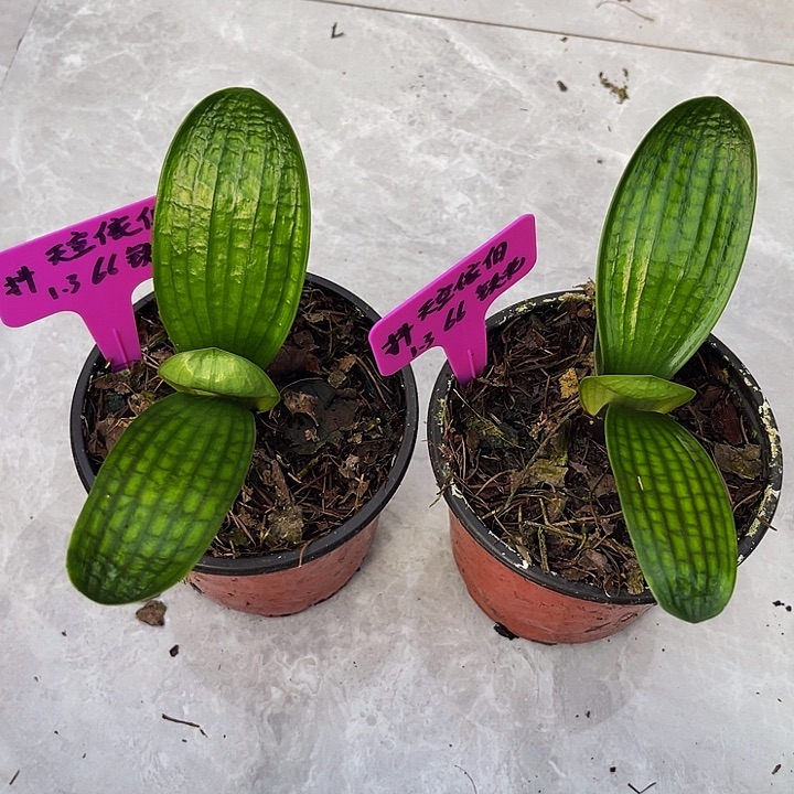 完全开放铁北2棵苗