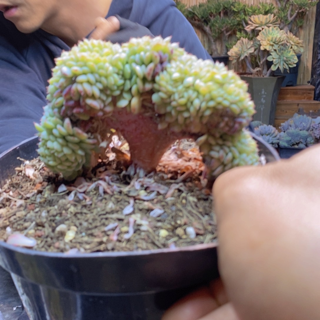 开***儿C40号白胖子缀