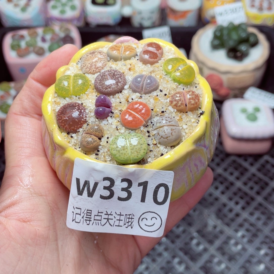 3310--带盆土发货，零下地区拍保温箱