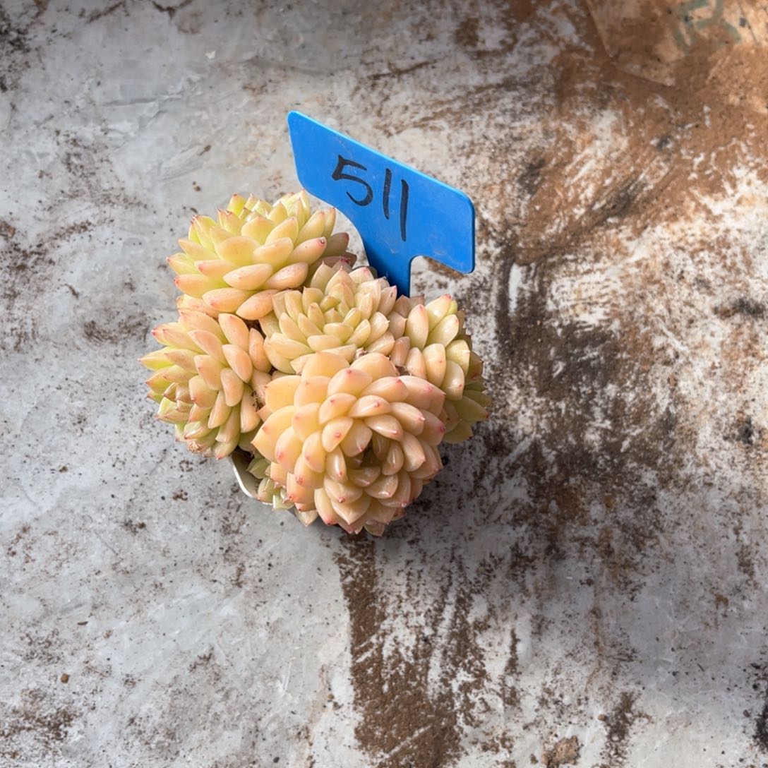 果*鲜511全多肉植物