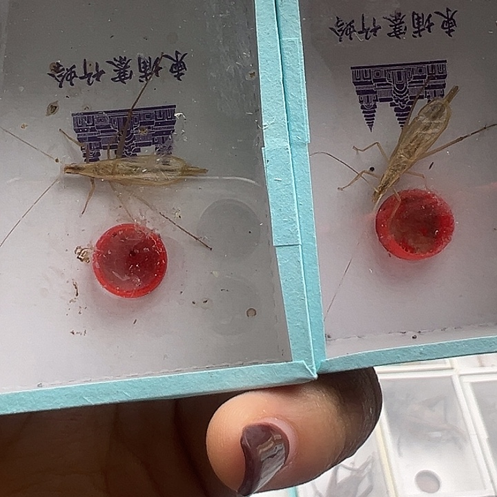 养***仔柬埔寨竹蛉两只。    养