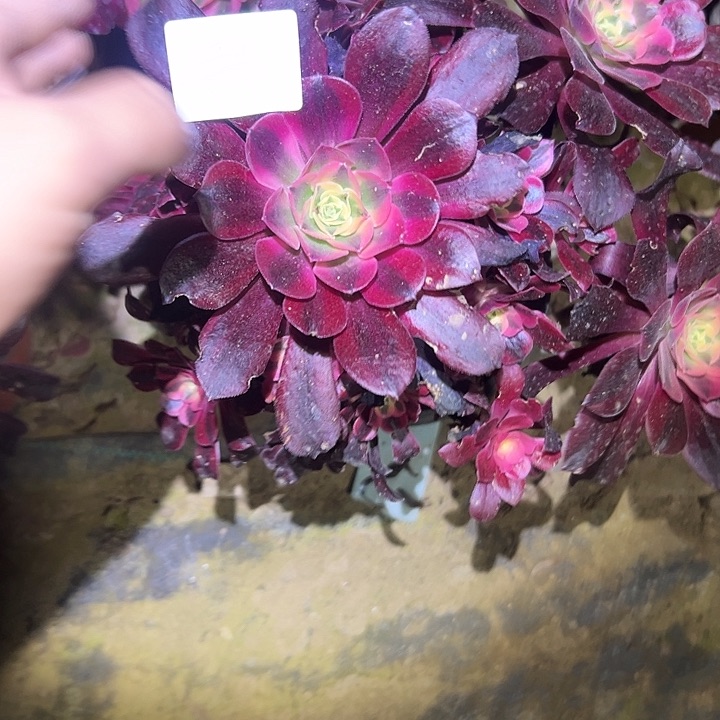 Y***?多肉法师植物链接1