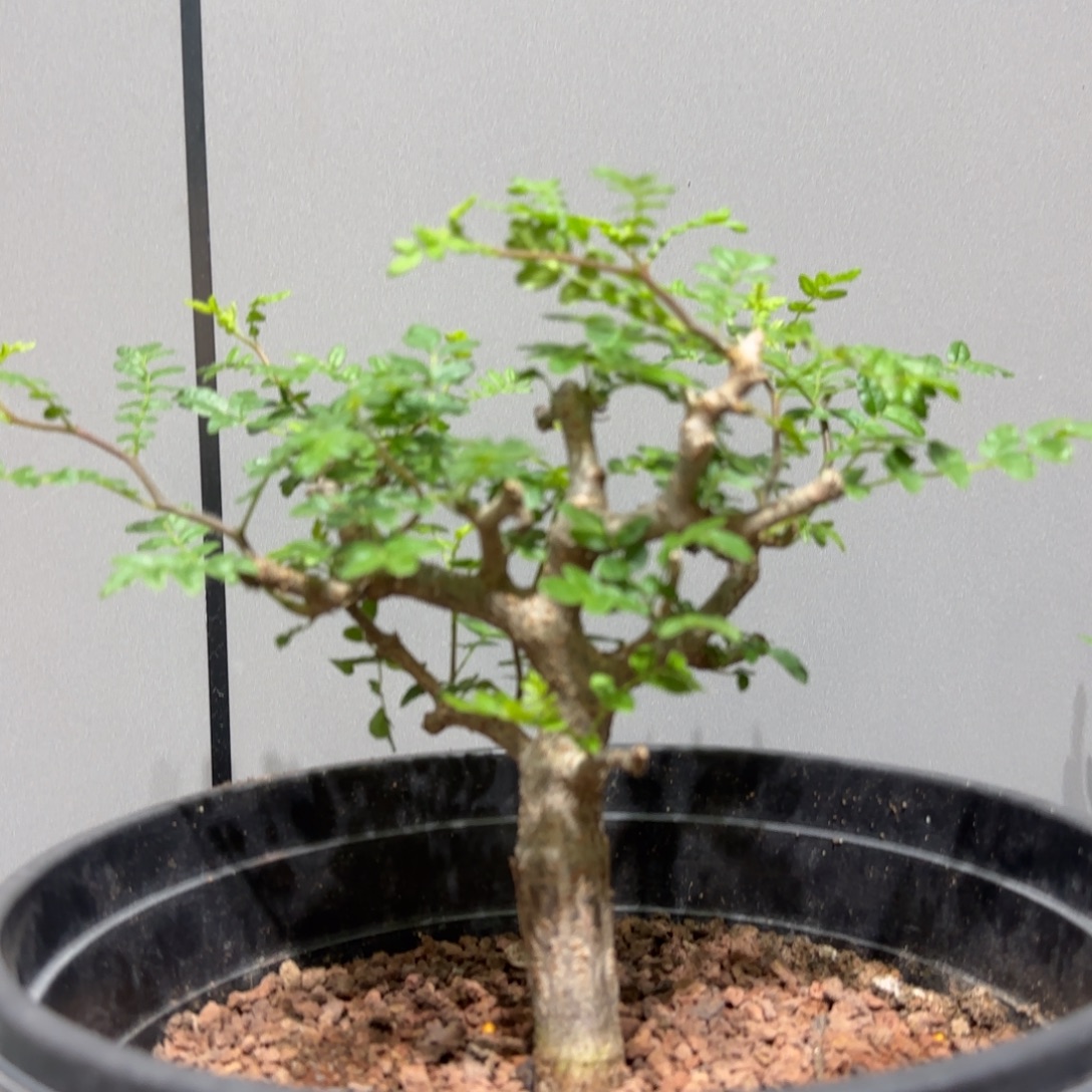 完全开放滔天橄榄实生带盆