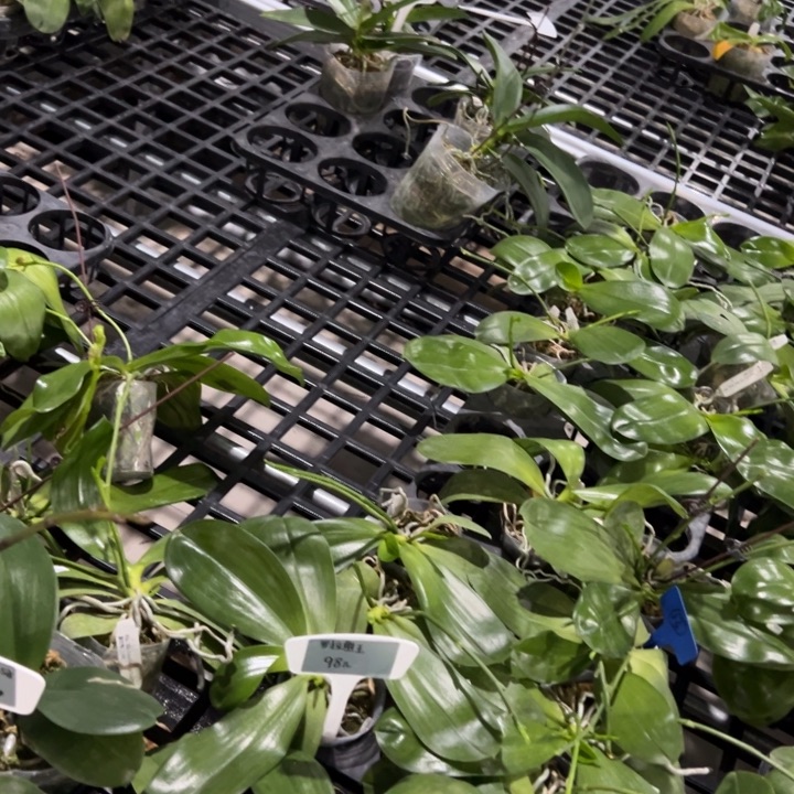 不开花植物阿妈2.5