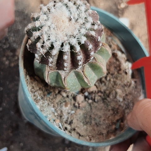 626处理仙人球的方式